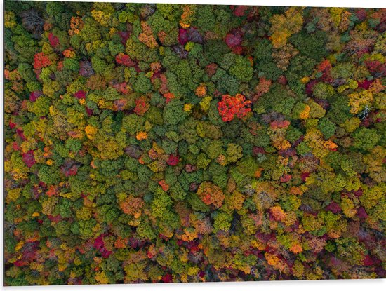 WallClassics - Dibond - Rood Groen en Gele Bomen in het Bos vanuit de Lucht - 80x60 cm Foto op Aluminium (Wanddecoratie van metaal)