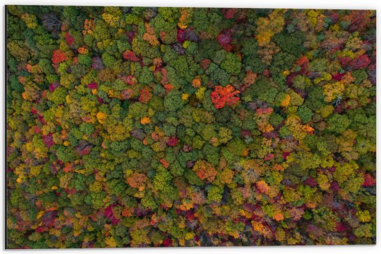WallClassics - Dibond - Rood Groen en Gele Bomen in het Bos vanuit de Lucht - 60x40 cm Foto op Aluminium (Wanddecoratie van metaal)