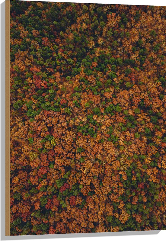 WallClassics - Hout - Bos met Oranje Bruine en Groene Bomen vanuit de Lucht - 60x90 cm - 12 mm dik - Foto op Hout (Met Ophangsysteem)