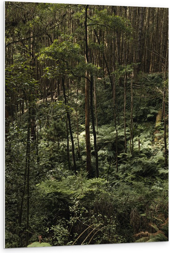 WallClassics - Plaque de Mousse PVC - Jungle Verte - 80x120 cm Photo sur Plaque de Mousse PVC