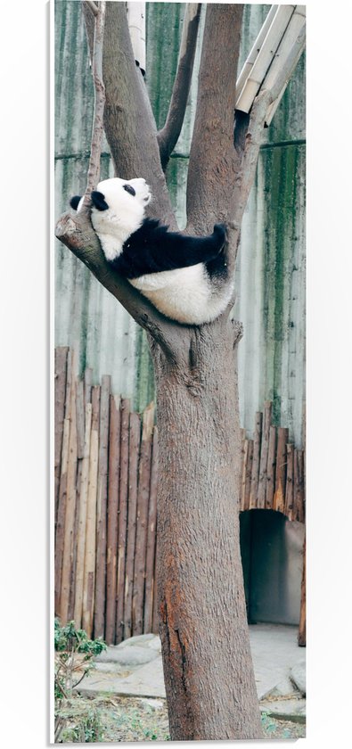 WallClassics - PVC Schuimplaat- Panda Slaapt in een Boom - 20x60 cm Foto op PVC Schuimplaat