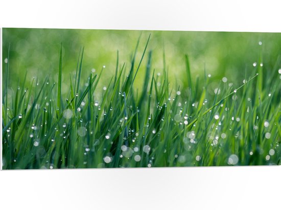 WallClassics - PVC Schuimplaat - Waterdruppels op Gras - 100x50 cm Foto op PVC Schuimplaat (Met Ophangsysteem)