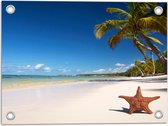 WallClassics - Tuinposter – Zeester op een Tropisch Strand - 40x30 cm Foto op Tuinposter  (wanddecoratie voor buiten en binnen)