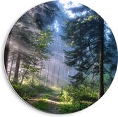 WallClassics - Cercle mural en panneau de mousse PVC - Rayons de soleil à travers la forêt brumeuse - Photo 40x40 cm sur cercle mural (avec système de suspension)