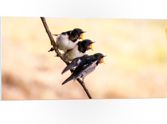 WallClassics - PVC Schuimplaat- Drie Hongerige Vogeltjes - 100x50 cm Foto op PVC Schuimplaat