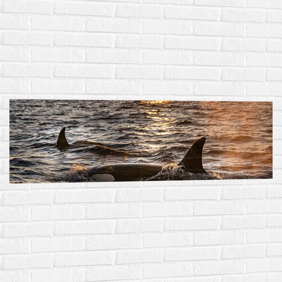 WallClassics - Muursticker - Orca's in de Zee - 120x40 cm Foto op Muursticker