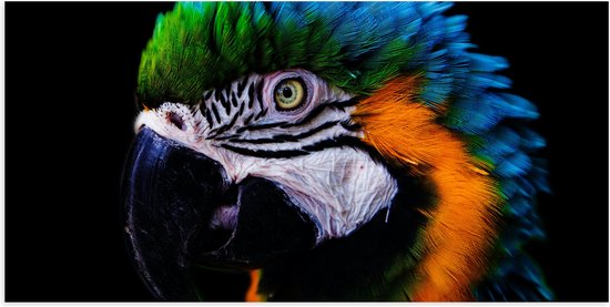 WallClassics - Poster (Matte) - Gros Plan d'un Perroquet Ara - 100x50 cm Photo sur Papier Poster avec un Aspect Mat