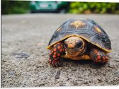 WallClassics - Dibond - Schildpad op de Oprit - 80x60 cm Foto op Aluminium (Wanddecoratie van metaal)