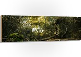 WallClassics - Bois - Troncs, branches et feuilles en forêt - 150 x 50 cm - Épaisseur 12 mm - Photo sur bois (avec système de suspension)