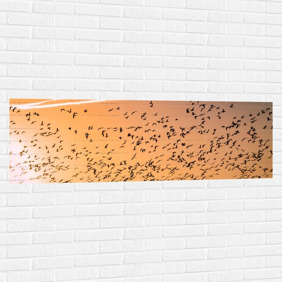 WallClassics - Muursticker - Heel veel Vogels in de Lucht met Zonsondergang - 150x50 cm Foto op Muursticker