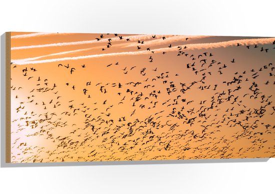 WallClassics - Hout - Heel veel Vogels in de Lucht met Zonsondergang - 100x50 cm - 12 mm dik - Foto op Hout (Met Ophangsysteem)