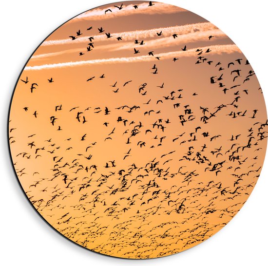 WallClassics - Dibond Muurcirkel - Heel veel Vogels in de Lucht met Zonsondergang - 40x40 cm Foto op Aluminium Muurcirkel (met ophangsysteem)