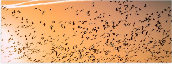 WallClassics - Poster (Mat) - Heel veel Vogels in de Lucht met Zonsondergang - 60x20 cm Foto op Posterpapier met een Matte look