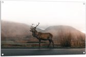 WallClassics - Tuinposter – Prachtig Hert langs de Weg - 105x70 cm Foto op Tuinposter  (wanddecoratie voor buiten en binnen)
