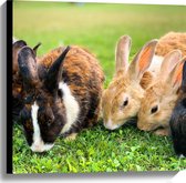 WallClassics - Toile - Lapins mangeant de l'herbe - Photo sur toile 60x60 cm (Décoration murale sur toile)