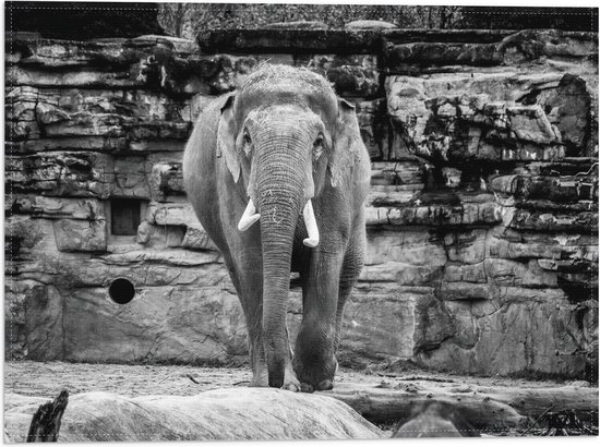 WallClassics - Drapeau - Éléphant au zoo - Zwart et Wit - Photo 40x30 cm sur drapeau polyester