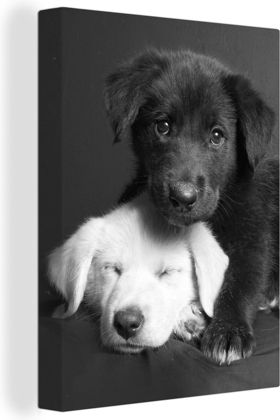 Canvas - Dieren - Honden - Puppy - Zwart - Wit - Woonkamer - 120x160 cm - Schilderijen op canvas - Muurdecoratie - Canvas doek