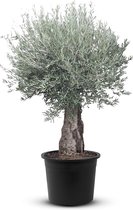 Tropictrees - Olijfboom - Bonsai - Winterhard - Groenblijvend - Stamomvang ⌀60-80 cm - Hoogte 230