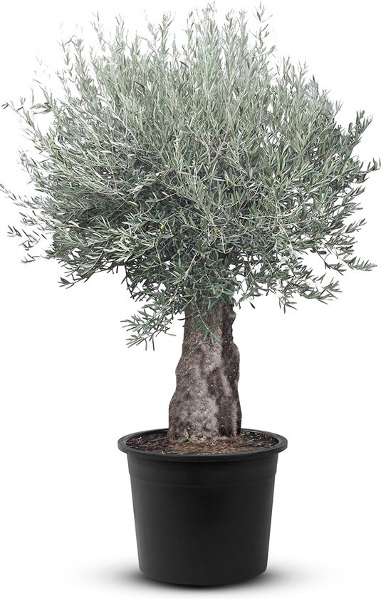 Bloomique