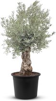 Tropictrees - Olijfboom - Bonsai - Winterhard - Stamomvang ⌀80-100 cm - Hoogte 240