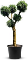 Olijfboom - Olea Europea - Multi Bolvormen - Winterhard - Stamomvang ⌀ 50-60cm - Hoogte  240-260cm