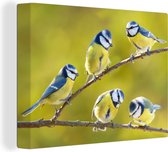 Canvas - Schilderij vogels - Vogel - Pimpelmees - Takken - Zon - Schilderijen op canvas - Canvas doek - 40x30 cm - Muurdecoratie - Interieur