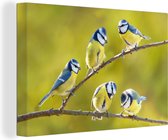 Canvas - Schilderij vogels - Vogel - Pimpelmees - Takken - Zon - Schilderijen op canvas - Canvas doek - 120x80 cm - Muurdecoratie - Interieur