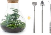 Terrarium - Sam XL - ↑ 35 cm - Ecosysteem plant - Kamerplanten - DIY planten terrarium - Mini ecosysteem- Inclusief Hark + Schep + Pincet