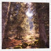 WallClassics - Muursticker - Lumière douce dans une forêt verte - 50x50 cm Photo sur Muursticker