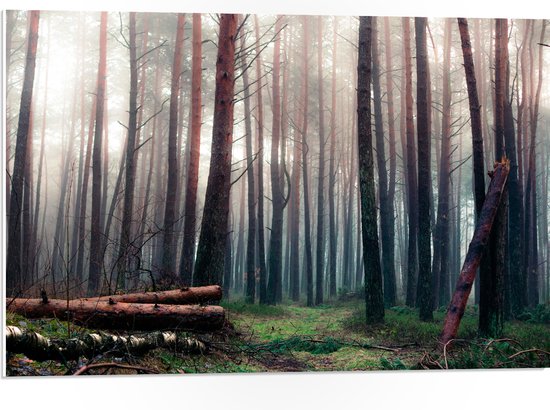 WallClassics - Panneau en mousse PVC - Arbres tombés dans la forêt - Photo 75x50 cm sur panneau en mousse PVC (avec système de suspension)