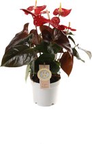Anthurium Coral Champion ↨ 40cm - hoge kwaliteit planten