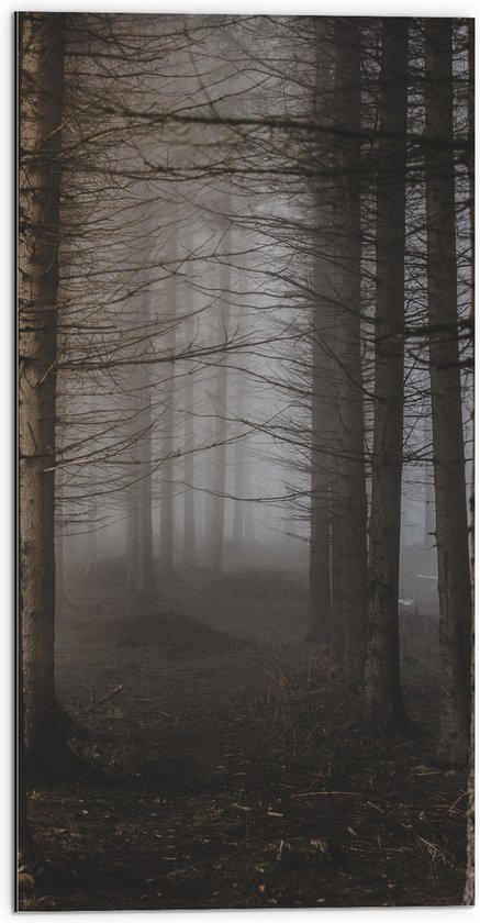 WallClassics - Dibond - Mist tussen Hoge Witte Bomen - 50x100 cm Foto op Aluminium (Wanddecoratie van metaal)