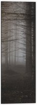 WallClassics - Dibond - Mist tussen Hoge Witte Bomen - 40x120 cm Foto op Aluminium (Wanddecoratie van metaal)