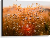 WallClassics - Toile - Marguerites ouvertes dans le champ - 100x75 cm Photo sur toile (Décoration murale sur toile)