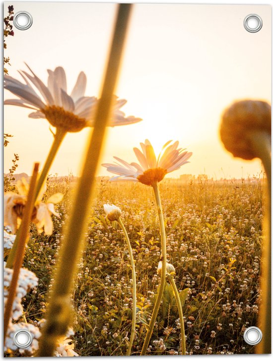 WallClassics - Poster de jardin - Marguerites dans un champ de fleurs avec lumière du soleil - 30x40 cm Photo sur Poster de jardin (décoration murale pour l'extérieur et l'intérieur)