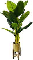 HEM Kunst Palm - Kunst Bananenplant - Bananen Kunstplant 165 cm - Kunstplant voor binnen - Grote Kunstplant - Groene Kunstplant