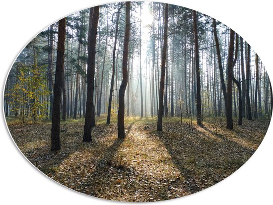 WallClassics - PVC Schuimplaat Ovaal - Kronkelende Bomen - 80x60 cm Foto op Ovaal  (Met Ophangsysteem)