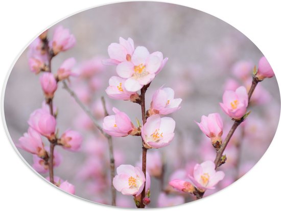 WallClassics - PVC Schuimplaat Ovaal - Kleine Roze Sakura Bloem - 40x30 cm Foto op Ovaal  (Met Ophangsysteem)