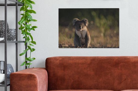Peintures sur toile Koala - Soleil - Animaux - 90x60 cm - Décoration murale