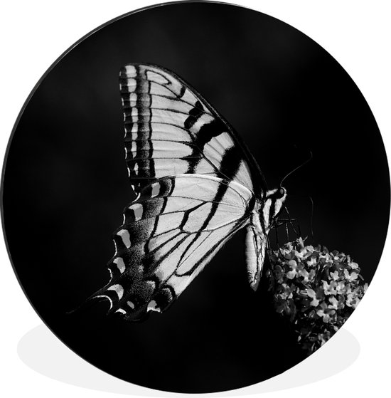 WallCircle - Wandcirkel - Muurcirkel - Papilio glaucus vlinder op een vlinderstruik - zwart wit - Aluminium - Dibond - ⌀ 30 cm - Binnen en Buiten
