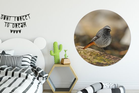 Rougequeue mâle noir sur un morceau de bois flotté Cercle mural aluminium ⌀ 120 cm - Tirage photo sur cercle mural / cercle vivant / cercle jardin (décoration murale) XXL / Groot format!