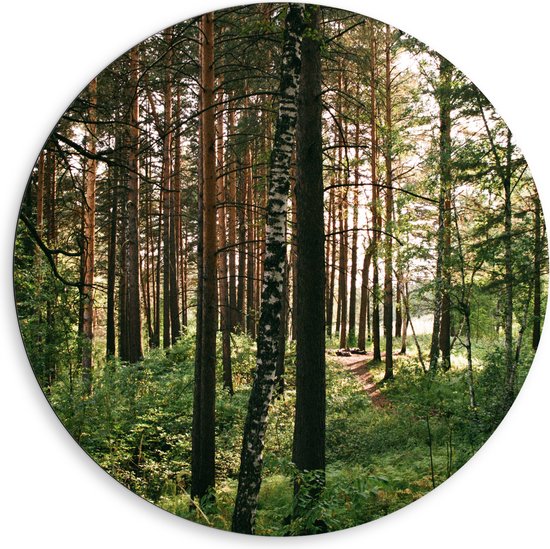 WallClassics - Dibond Muurcirkel - Hoge Bomen met Groen in Bos - 80x80 cm Foto op Aluminium Muurcirkel (met ophangsysteem)