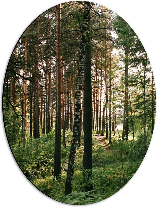 WallClassics - Dibond Ovaal - Hoge Bomen met Groen in Bos - 42x56 cm Foto op Ovaal (Met Ophangsysteem)