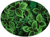 WallClassics - PVC Schuimplaat Ovaal - Mooie Groene Blaadjes - 40x30 cm Foto op Ovaal  (Met Ophangsysteem)