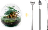 Terrarium - Dome Red - ↑ 20 cm - Ecosysteem plant - Kamerplanten - DIY planten terrarium - Mini ecosysteem + Hark + Schep + Pincet