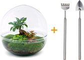 Terrarium - Dome XL bonsai - ↑ 30 cm - Ecosysteem plant - Kamerplanten - DIY planten terrarium - Mini ecosysteem + Hark + Schep