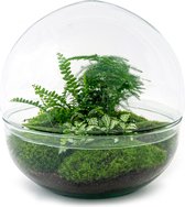 Terrarium - Dome XL - ↑ 30 cm - Ecosysteem plant - Kamerplanten - DIY planten terrarium - Mini ecosysteem