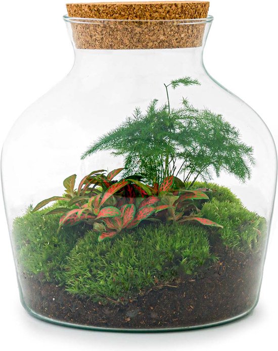 Foto: Terrarium little joe 21 5 cm ecosysteem plant kamerplanten diy planten terrarium mini ecosysteem