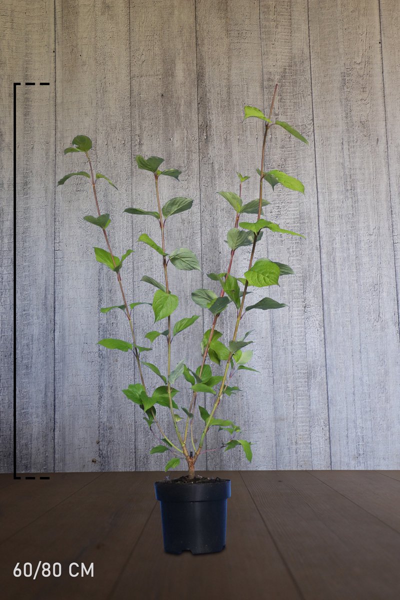 Plants Online - Haagplanten - Heesters - Witte Kornoeltje - Pot 60-80 cm - set van 10 - Bladverliezend - Bloeiende plant - Groeit breed uit - Informele haag
