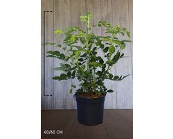 1 set van 10 stuks | Japanse bottelroos pot 40-60 cm | Standplaats: Half-schaduw | Latijnse naam: Rosa rugosa